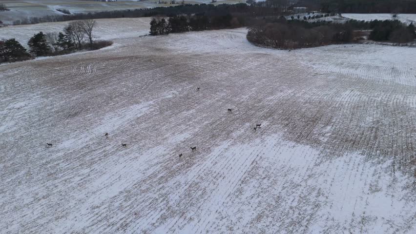 Drone perspective of Wisconsin’s winter countryside, showing rolling land, scattered trees, and a pack of deer crossing open snow-covered fields.