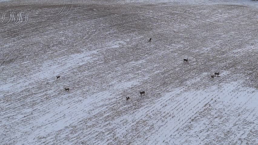 Winter aerial view of rural Wisconsin with snow-covered fields, bare tree lines, and a pack of deer visible from above.