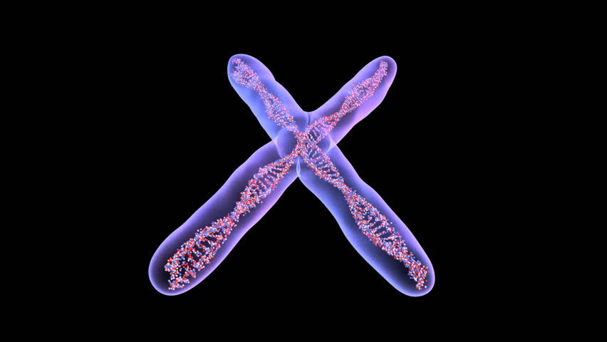 Chromosome close-up with matte