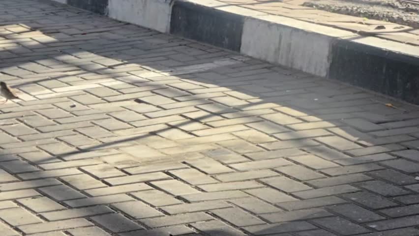 Close-up of a house sparrow hopping and flying away on a stone pavement.