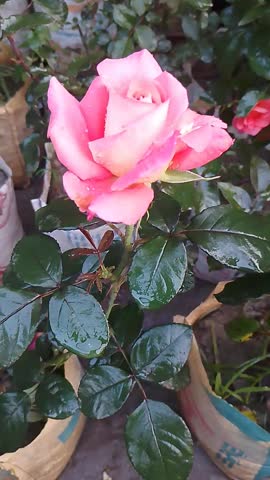White and Red Bi Color Rose Flower Blooming in Natural Garden, Romantic Floral Background