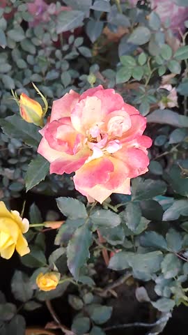 Bright orange Rose Flower in Full Bloom with Soft Natural Light