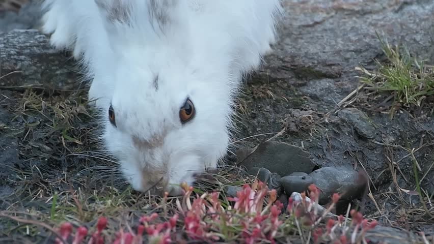 Mountain hare Norway close up view of white winter fur and dark eyes