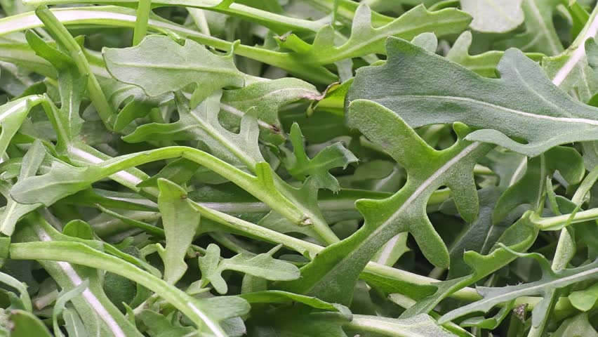 Arugula rocket leaves close-up, fresh green salad vegetable texture