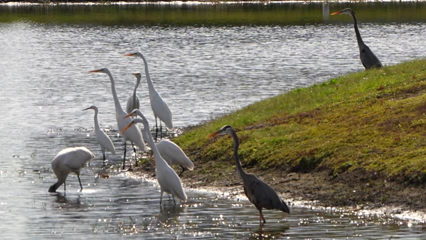 Wood stork with egrets and herons
