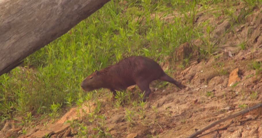 Capybara walking along a muddy riverbank inTambopata, Peru