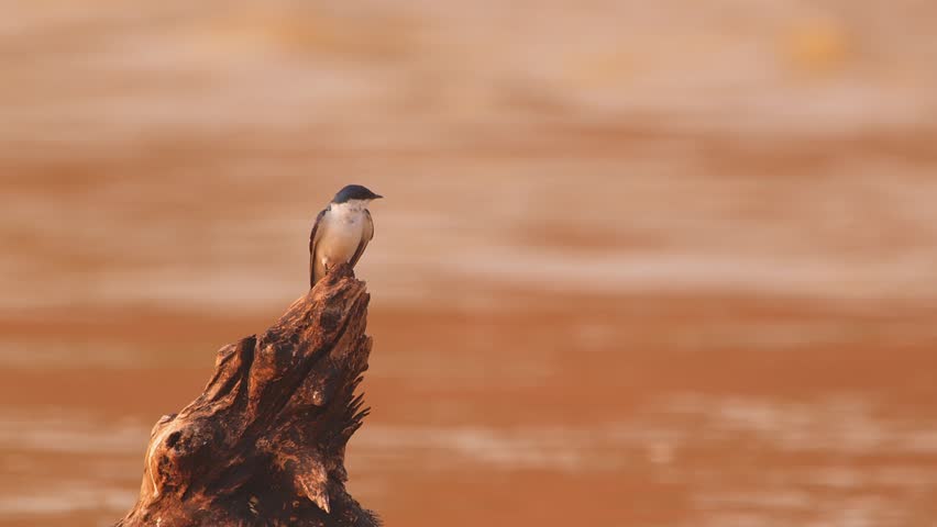 White-winged Swallow Perched on Tree Stump by Tambopata River then Taking Off in Tambopata, Peru