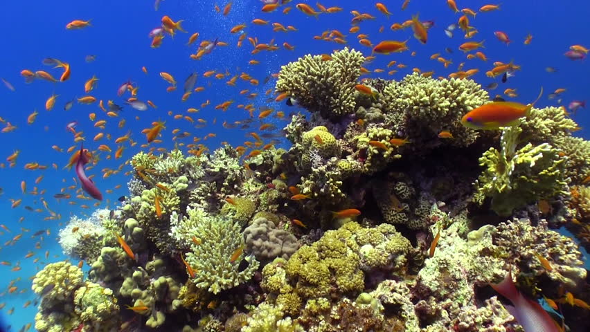 Shoal of Red Fish on Coral Reef, Red sea