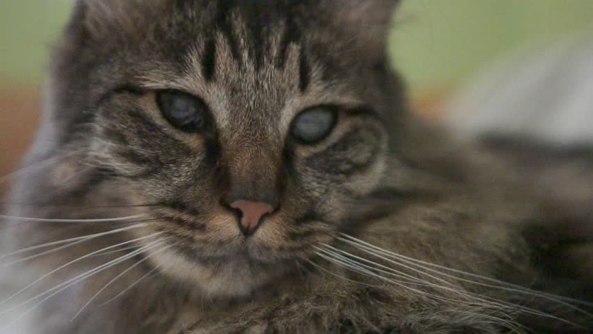 A cat with a blue eye is laying on a bed