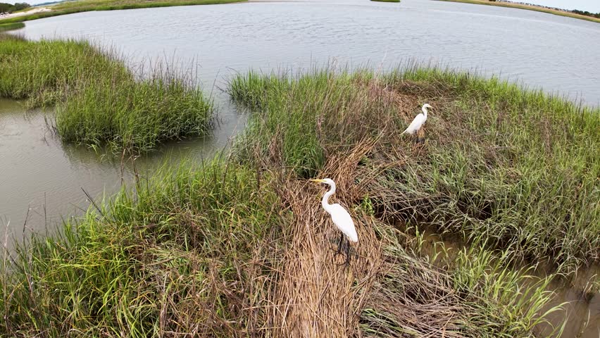 Drone footage of a marshland with a muddy path and grassy islands where two white birds stand along the water near Charleston South Carolina