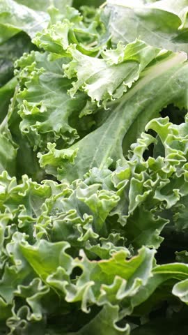 Curly kale close-up – fresh green leaves macro, vertical video