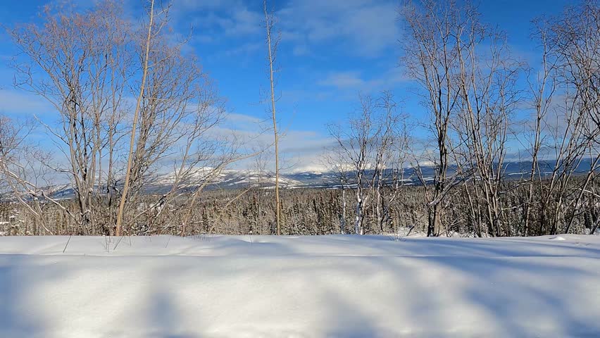 A dynamic side shot of a snowmobile and rider maneuvering on a snowy trail through a dense forest of bare deciduous trees and evergreen pines near Mount Sima in Whitehorse, Yukon, Canada, on a sunny winter day with blue sky and white clouds