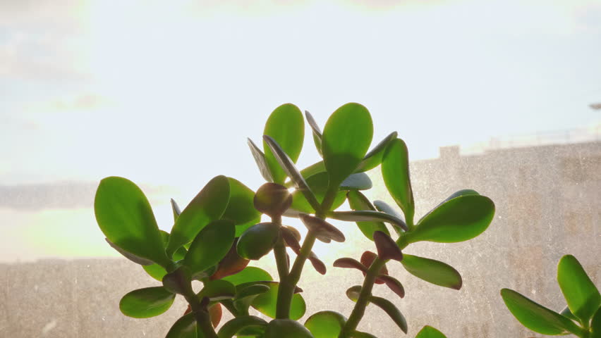 Golden hour sunlight shining through the green leaves of a money tree plant.