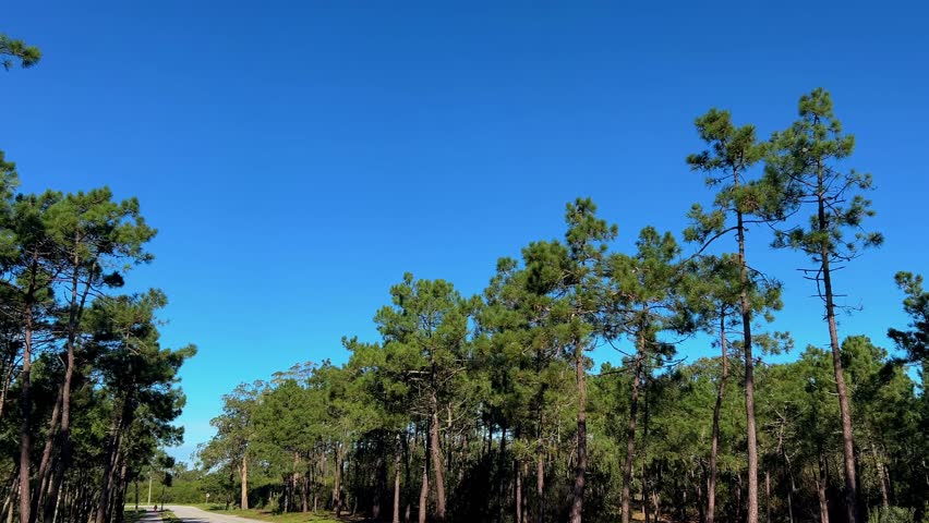 Sunlit pine trees standing tall under a cloud less blue sky.