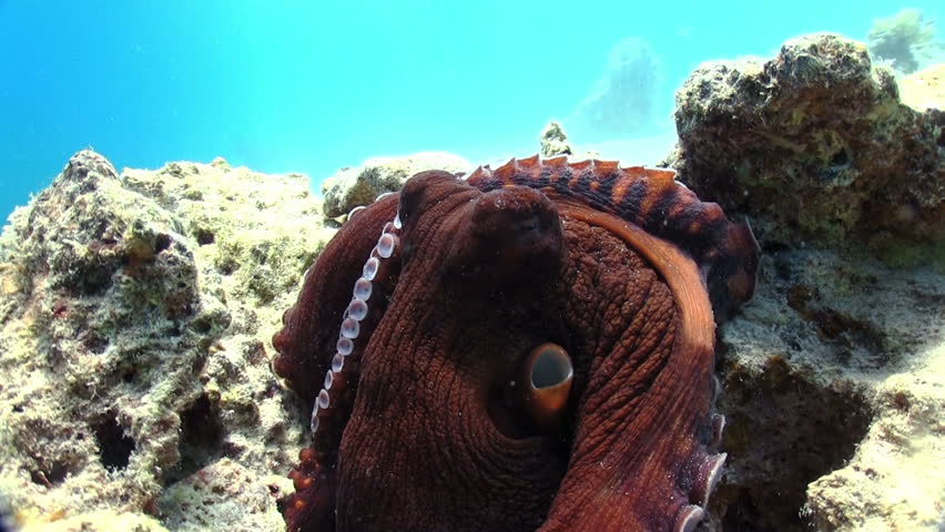 Octopus on Coral Reef, Red sea