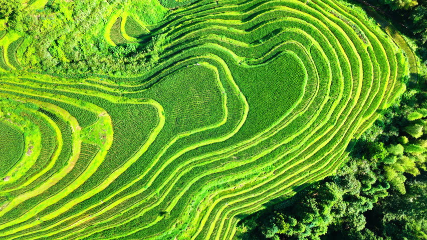 Aerial shot of green rice terraced field and mountain landscape in Guilin, China. Beautiful agricultural and nature background.