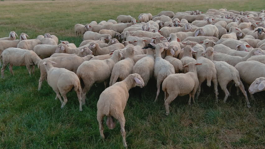 grazing sheep, lush flock, rural scenery. Lush meadow hosts big flock of sheep grazing contentedly, with vast countryside visible in distance.