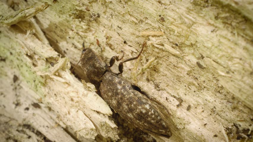Extreme close-up of the mottled dingy-brown click beetle (Agrypnus murinus) in its natural habitat, crawling