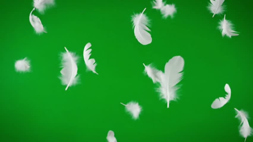 Graceful Soft White Feathers Falling and Drifting on Green Screen for Delicate Overlay
