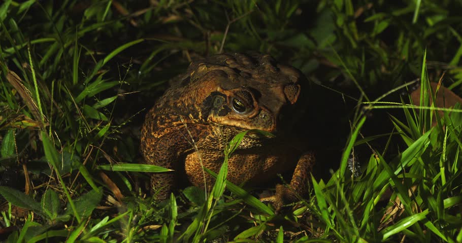 Cane Toad Hunts Insect with Tongue and Chews While Sitting in Grassy Area in Tambopata, Peru