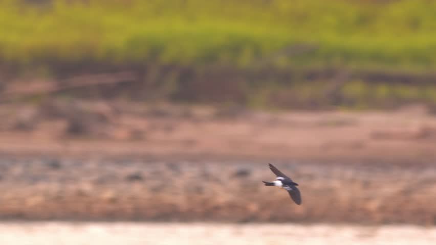 White-winged Swallow Flying with Tambopata River in Background in Tambopata, Peru