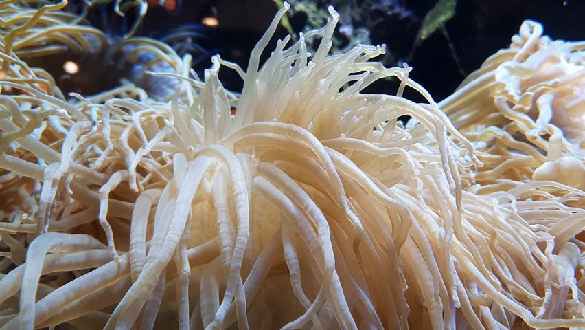 Saltwater Aquarium with Clownfish under Water