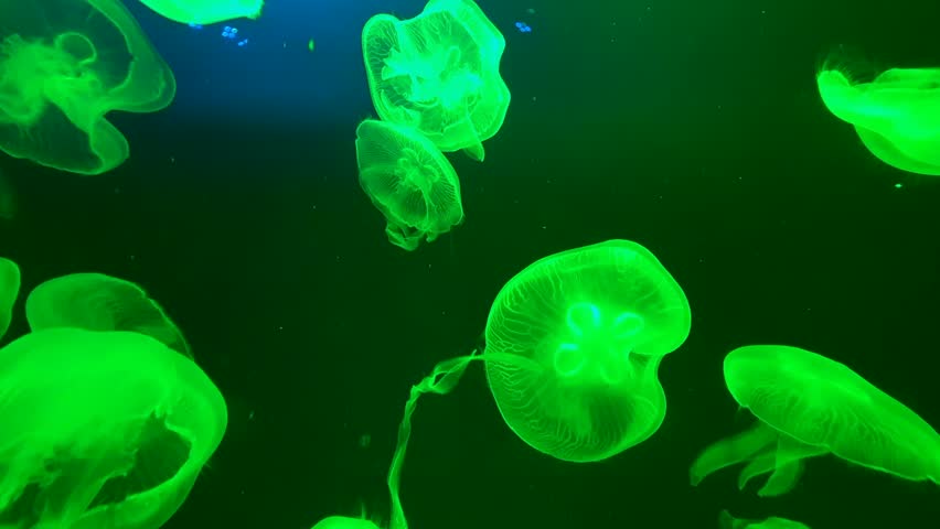 Saltwater Aquarium with Jellyfish, Dubai