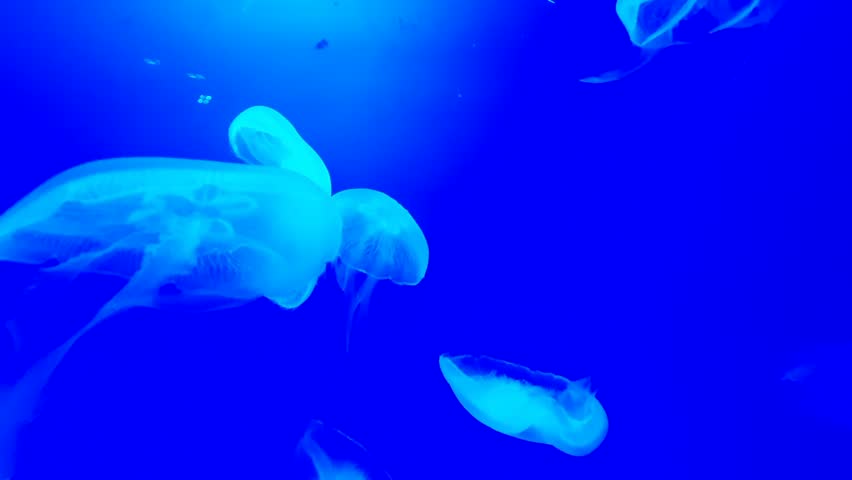 Saltwater Aquarium with Jellyfish, Dubai