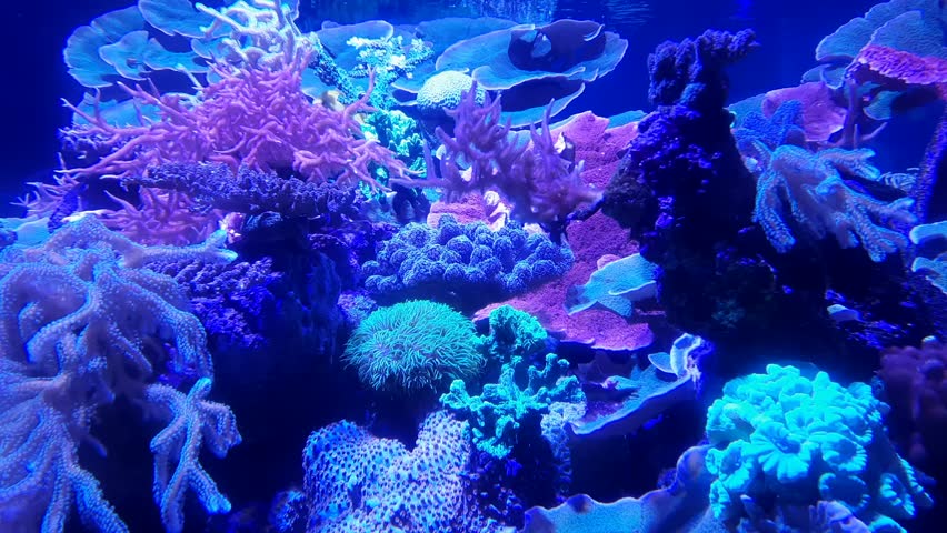 Saltwater Aquarium with Coral, Dubai