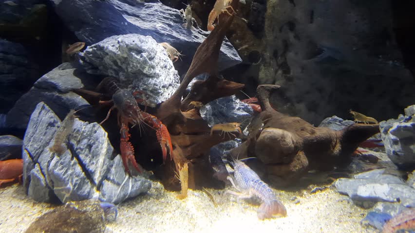Saltwater Aquarium with different Lobsters, Dubai
