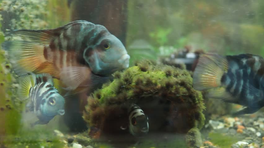 Black convict cichlid Amatitlania nigrofasciata is fish species from family Cichlidae, zebra cichlid. Convict cichlids are popular aquarium fish. Fish behaviour. Vertical black stripes on the body.