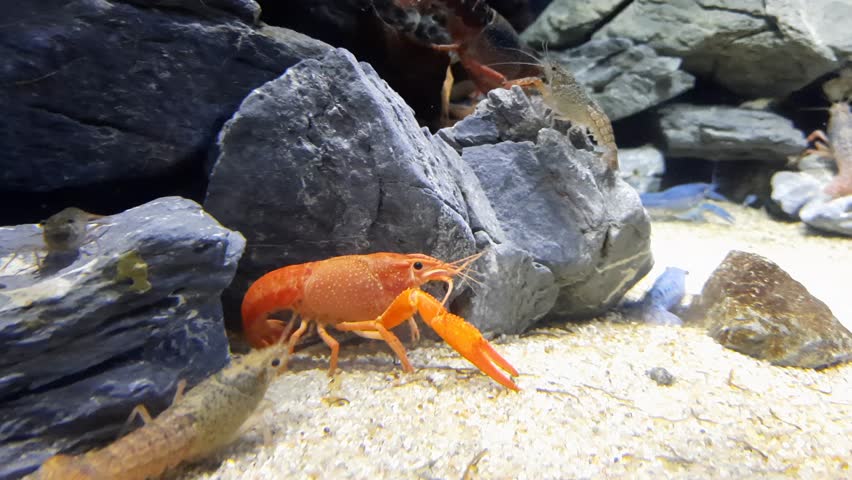 Saltwater Aquarium with different Lobsters, Dubai
