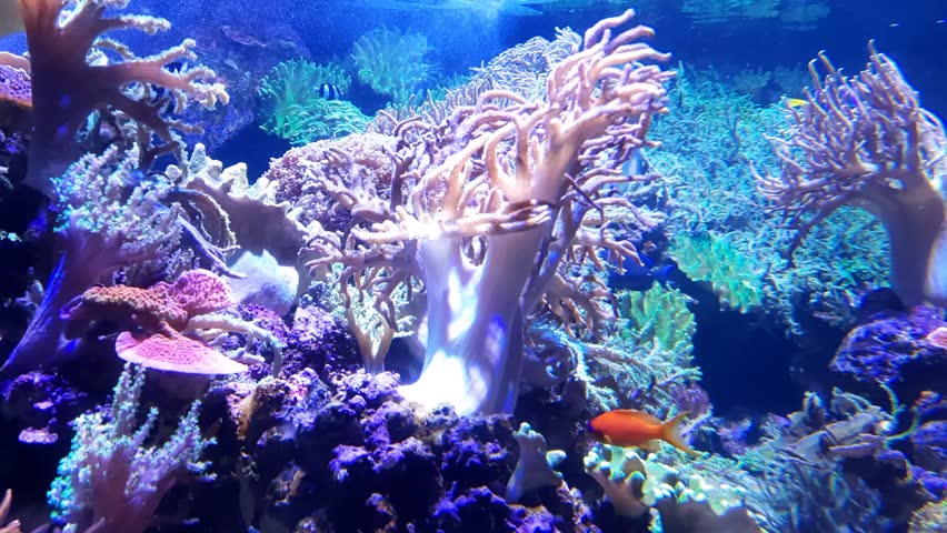 Saltwater Aquarium with Coral, Dubai
