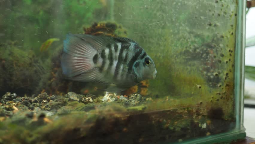 Black convict cichlid Amatitlania nigrofasciata is fish species from family Cichlidae, zebra cichlid. Convict cichlids are popular aquarium fish. Fish behaviour. Vertical black stripes on the body.