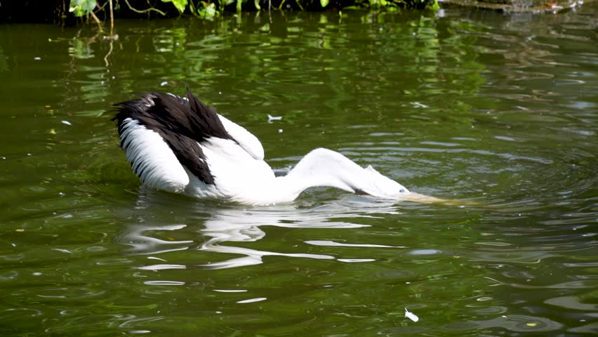 An active and dynamic shot of Australian pelican energetically splashing in the water. The bird is captured mid-bath, with its head dipped below the surface and water droplets flying in all directions