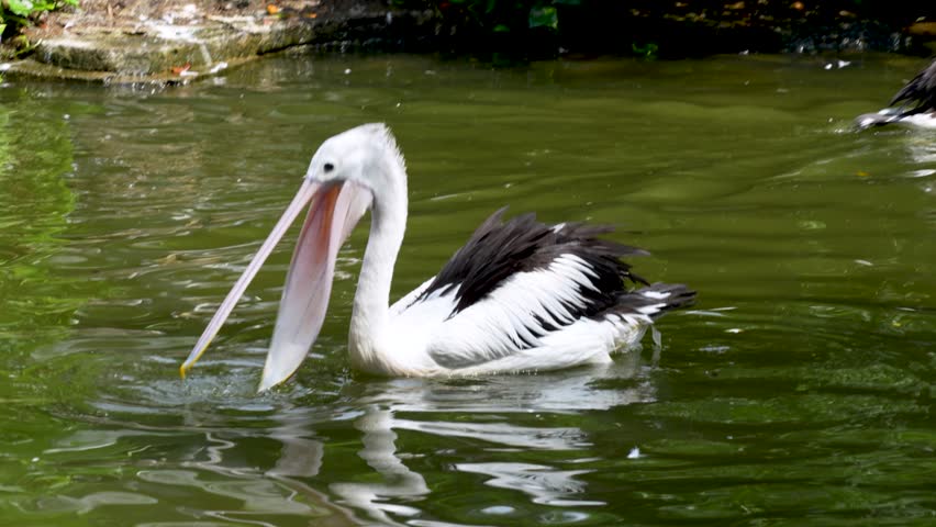 An active and dynamic shot of Australian pelican energetically splashing in the water. The bird is captured mid-bath, with its head dipped below the surface and water droplets flying in all directions