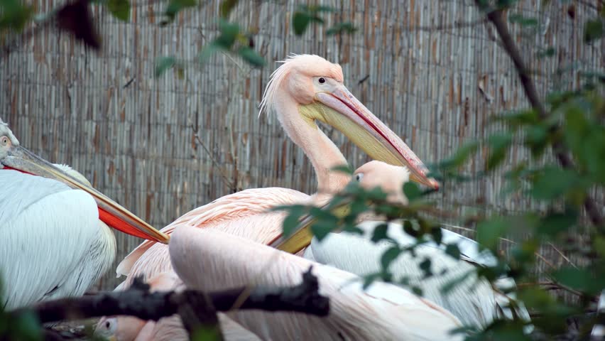 Close-up portrait of a pink pelican with long beak and soft feathers. Elegant water bird against blurred background, natural light, calm zoo wildlife scene.	
