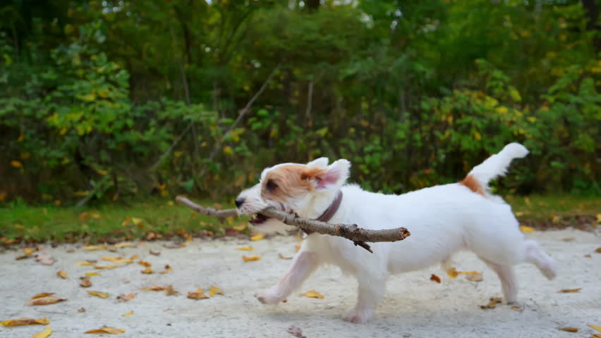 The dog is carrying a long stick in the forest, enjoying a moment of playing in nature. 