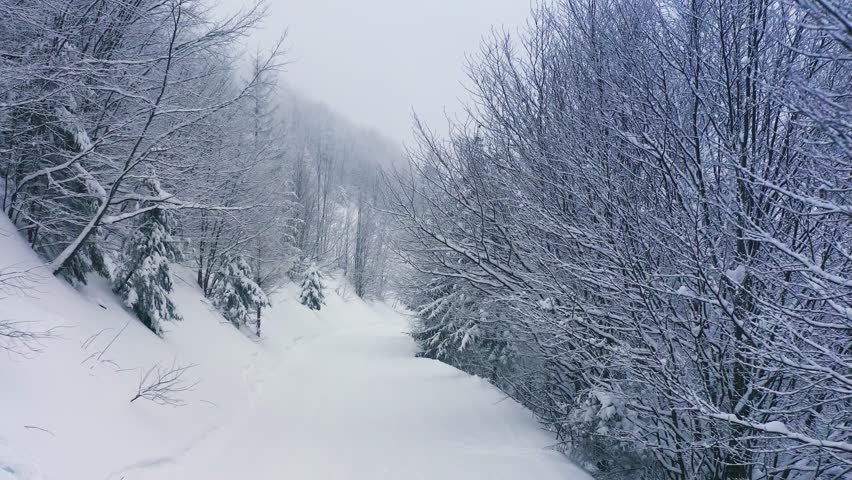 A dense spruce forest covering the snow-capped hills of the Carpathian Mountains and snow falling from the sky