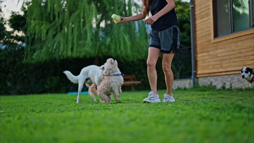 Playful dogs jumping and interacting with their owner in a backyard during a sunny day.
the natural bond between dogs and humans. slow motion, 8k