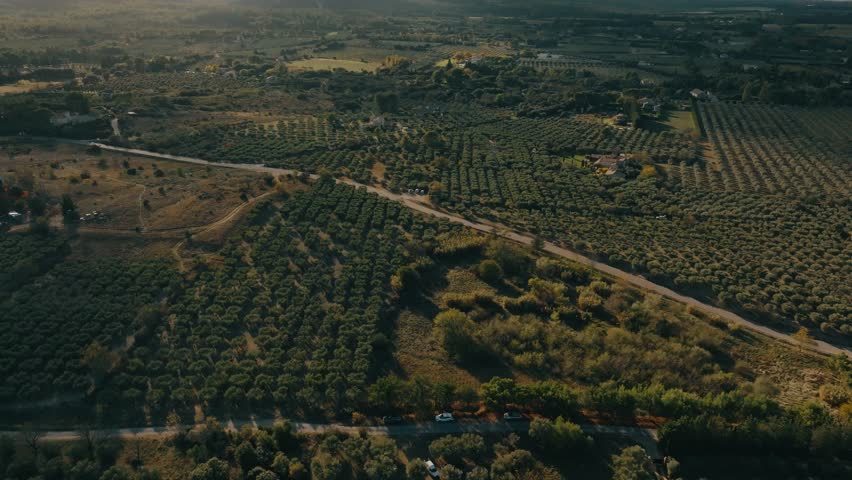Drone shots of Olive trees in a small village in Provence 