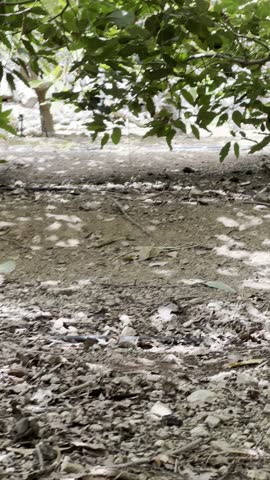 A vertical, low-angle shot of a group of free-range chickens, including white and black hens, roaming in a shaded orchard. The ground is covered in dry soil, pebbles, and fallen leaves, with scattered white feathers. The scene is partially shaded by the dense green canopy of avocado trees, with sunlight filtering through the leaves creating a dappled light pattern on the ground. The chickens are seen pecking and scratching at the earth, depicting a natural, rustic farm environment.