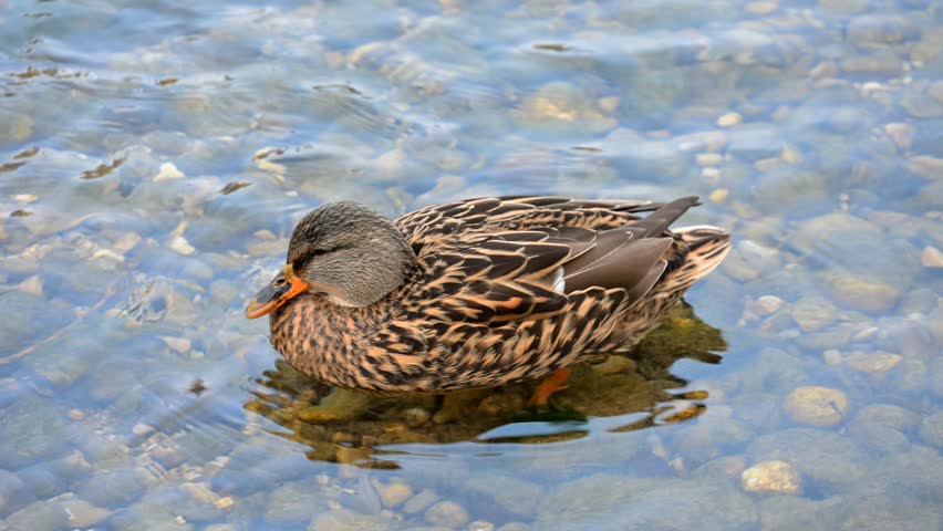 female mallard duck in the water 4K