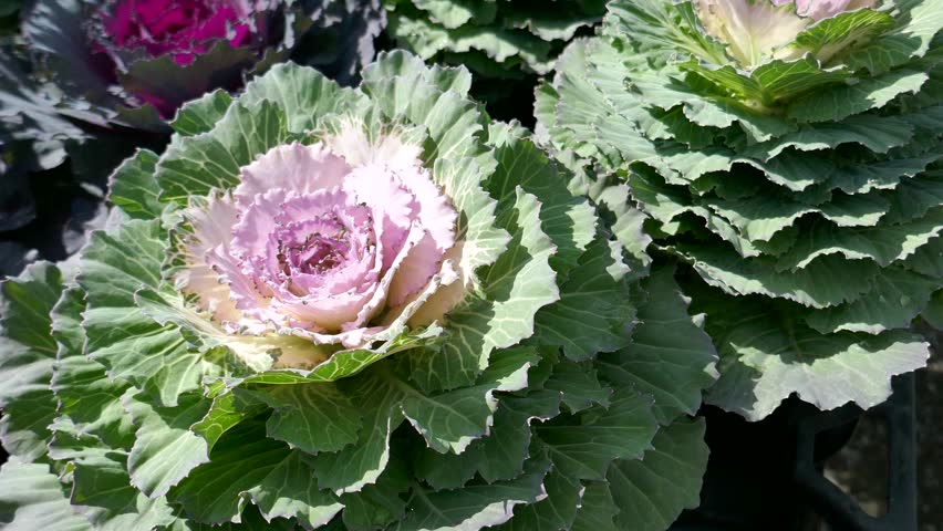 Cabbage kale displayed for sale in farmers market