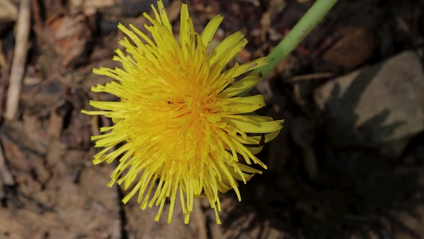 Close-up shot of a bright yellow dandelion flower blooming in the wild. The flower is captured in natural daylight with its vivid petals and soft shadow on the ground. A symbol of spring, renewal, and nature