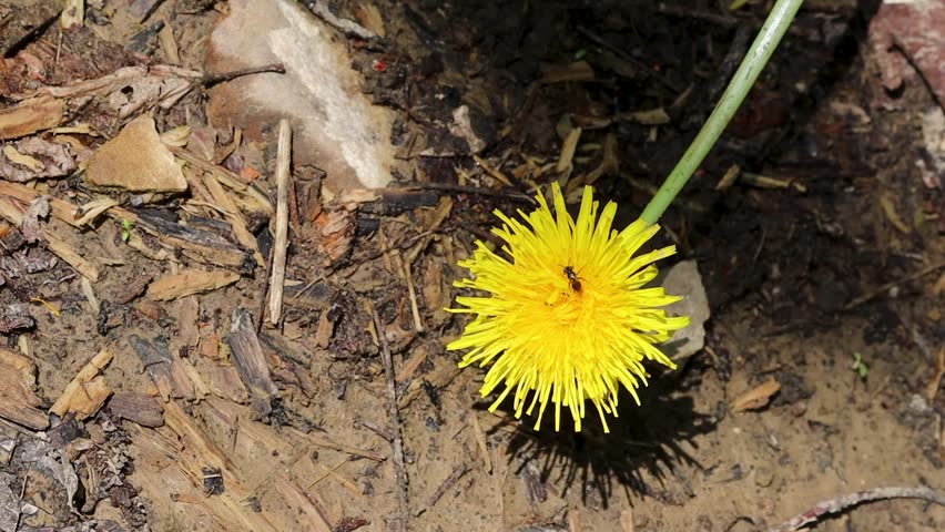 Close-up shot of a bright yellow dandelion flower blooming in the wild. The flower is captured in natural daylight with its vivid petals and soft shadow on the ground. A symbol of spring, renewal, and nature