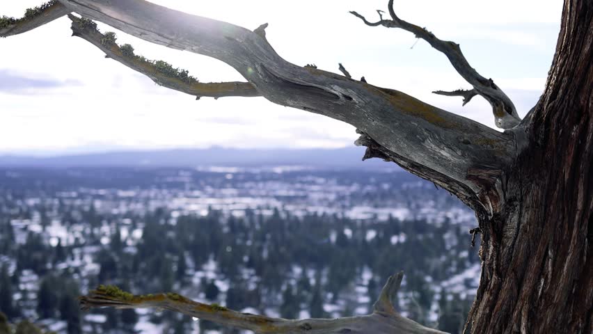 Sun shining through dry tree branches in a winter landscape with mountains and high desert scenery in the distance.