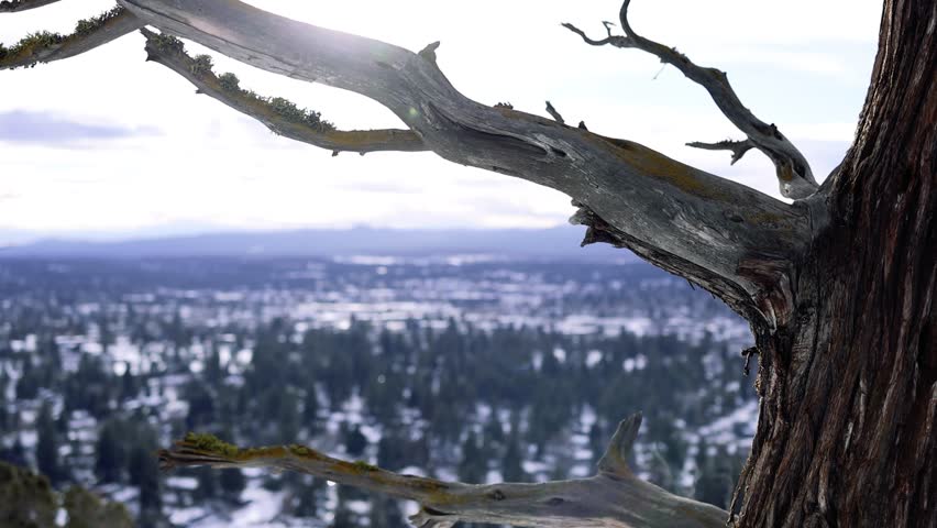 Sun shining through dry tree branches in a winter landscape with mountains and high desert scenery in the distance.