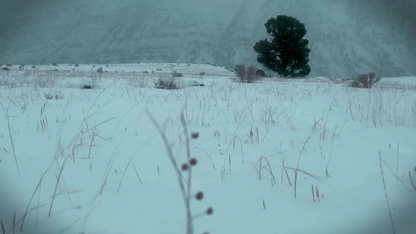 Frail Plant and Bold Lone Tree with Mountains in Winter at Yellowstone. Yellowstone National Park, WY, USA. March 2025. 