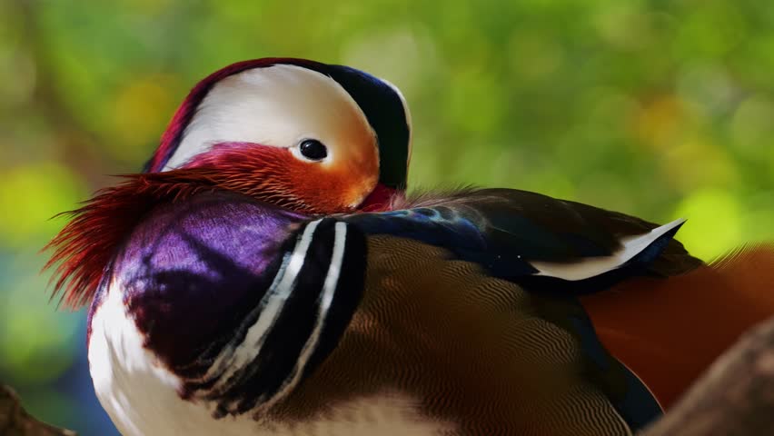 Mandarin duck resting quietly on a tree branch during daylight hours in a calm environment
